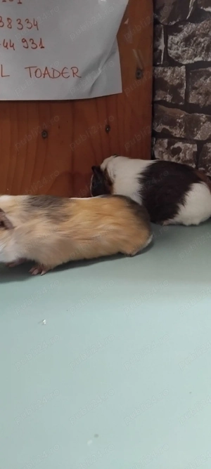 Porcusori de guineea  - imagine 2