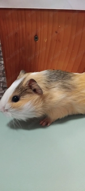 Porcusori de guineea  - imagine 3