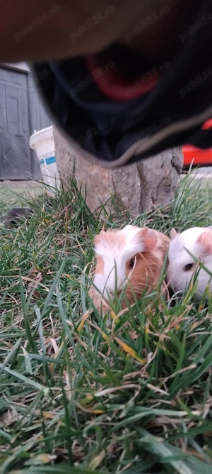 Porcusori de guineea  - imagine 5