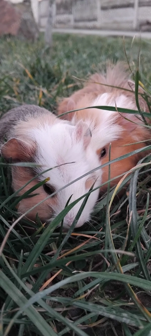 Porcusori de guineea  - imagine 4