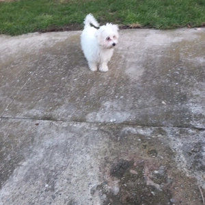 De vinzare bison maltez 1fetită  - imagine 5