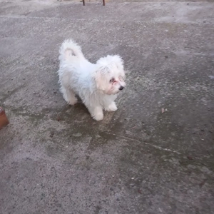 De vinzare bison maltez 1fetită  - imagine 3