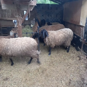 Carabase Bulgaresti - imagine 4