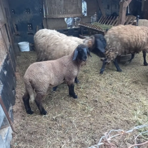 Carabase Bulgaresti - imagine 3