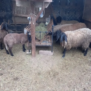 Carabase Bulgaresti - imagine 2