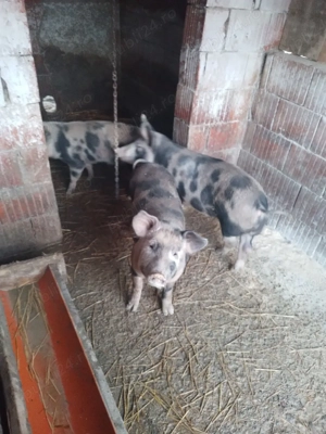 animale grasuni de vanzare - imagine 3