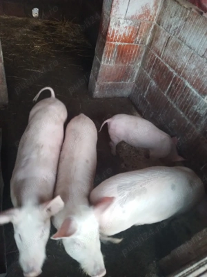 animale grasuni de vanzare - imagine 2