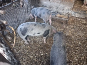 vand 4 purcele - imagine 4