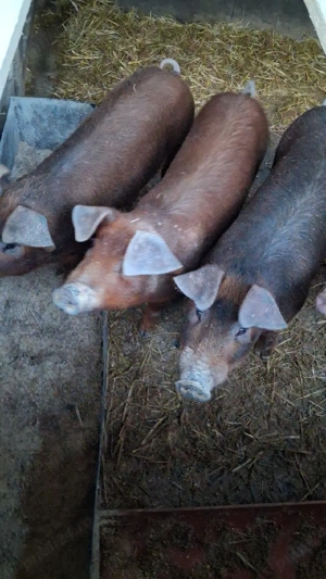 vand purcei  - imagine 3