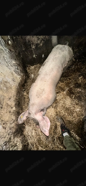 Vând vier de reproductie  Petrean belgian preț negociabil  - imagine 2