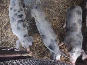 vand 4 purcele - imagine 2