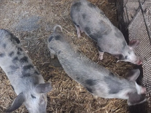 vand 4 purcele - imagine 3