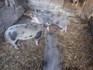 vand 4 purcele - imagine 5