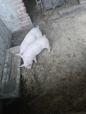 vand grasuni  - imagine 3