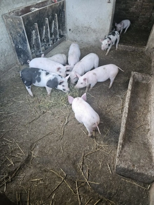 vand purcei - imagine 3