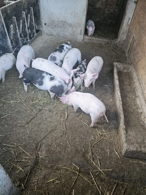 vand purcei - imagine 4