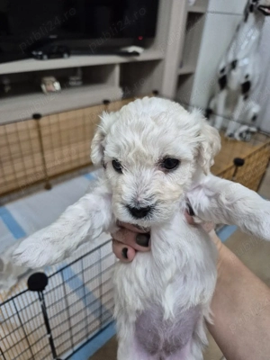 Disponibili 5 puiuti