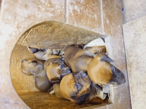 Teckel.4 cățelușe.