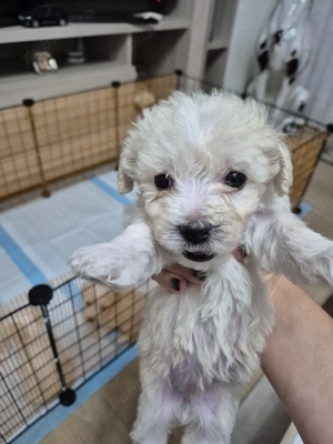 Disponibili 5 puiuti - imagine 2