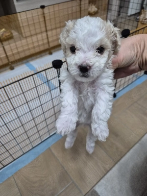 Disponibili 5 puiuti - imagine 4