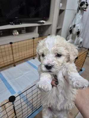 Disponibili 5 puiuti - imagine 3