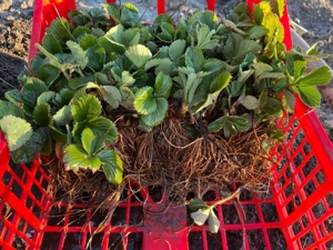 Stoloni rasad capsuni 