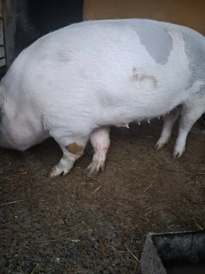 de vânzare scroafă 200 kg rasă marele alb ofer transport  - imagine 2