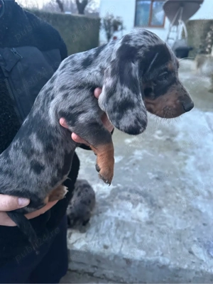 Teckel Arlechin - imagine 4