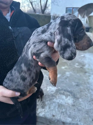 Teckel Arlechin - imagine 2