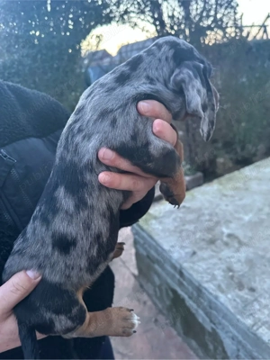 Teckel Arlechin - imagine 5