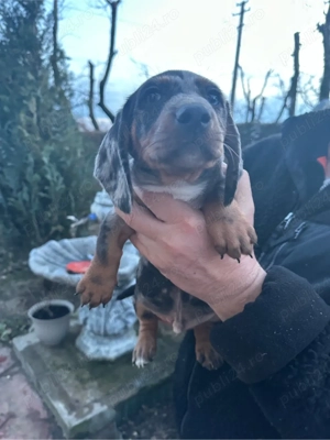 Teckel Arlechin - imagine 3