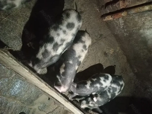 Vand purcei  - imagine 2