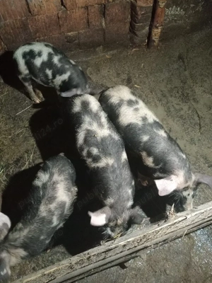 Vand purcei  - imagine 3