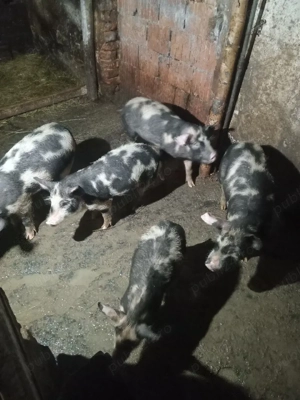 Vand purcei  - imagine 5