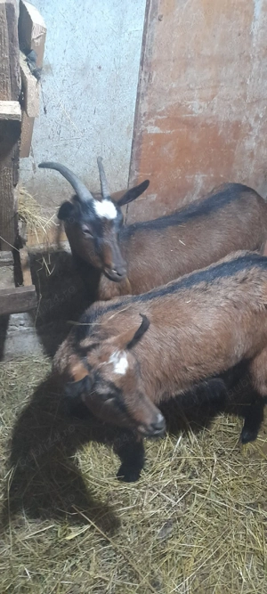 vind.doua.iede.alpin.2025