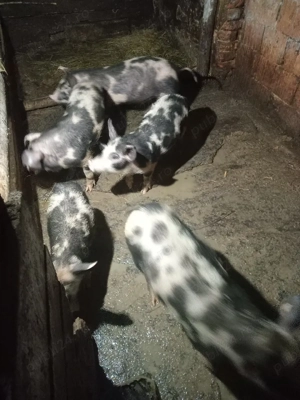 Vand purcei  - imagine 4