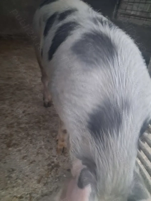 de vânzare scrofiță 90 kg de prăsilă  - imagine 3