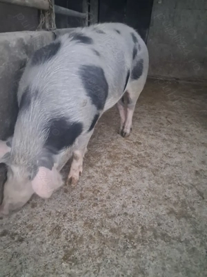 de vânzare scrofiță 90 kg de prăsilă  - imagine 2