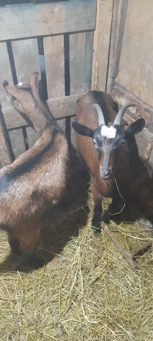 vind.doua.iede.alpin.2025 - imagine 2