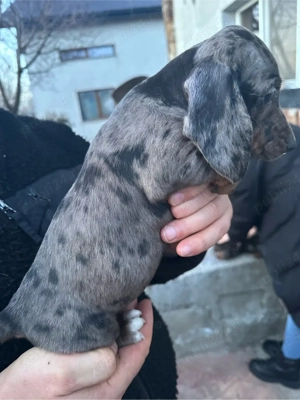 Teckel Blue-Merle - imagine 2