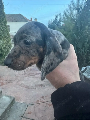 Teckel Blue-Merle - imagine 5