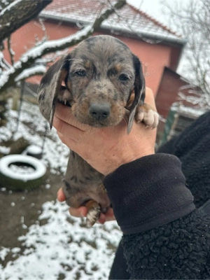 Teckel Blue-Merle - imagine 4