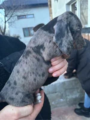Teckel Blue-Merle