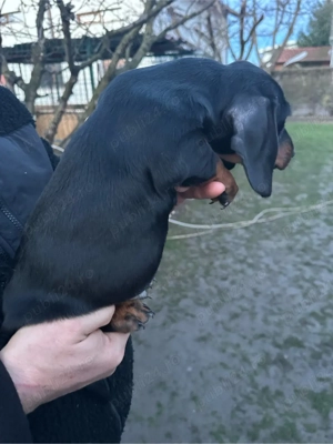 Teckel Black and Tan - imagine 2