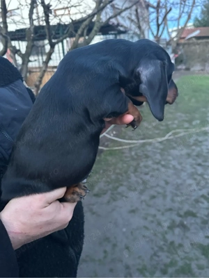 Teckel Black and Tan - imagine 3