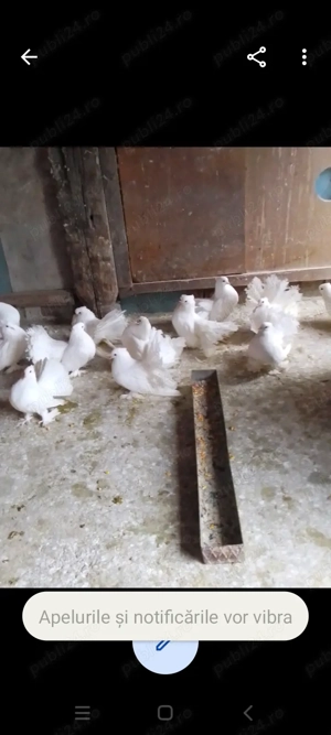 Vând porumbei - imagine 2