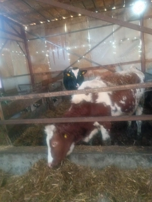 Vând juninci  - imagine 4