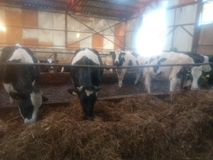 Vând juninci  - imagine 3