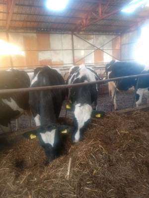 Vând juninci  - imagine 2