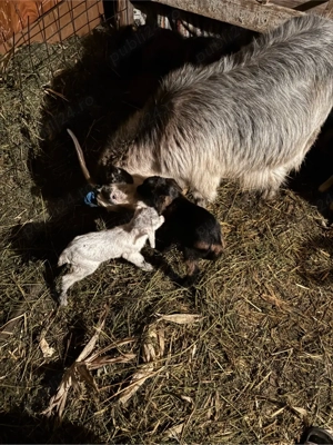 Vand capra - imagine 2